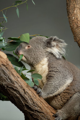 D4S_3959F koala of buidelbeer (Phascolarctos cinereus, Koala).jpg