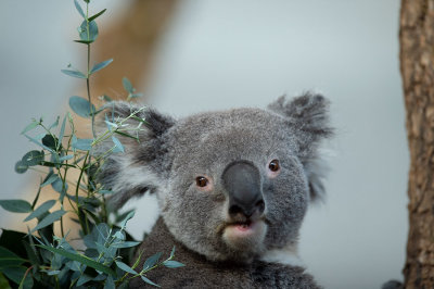 D4S_4014F koala of buidelbeer (Phascolarctos cinereus, Koala).jpg