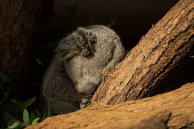 D4S_4027F koala of buidelbeer (Phascolarctos cinereus, Koala).jpg
