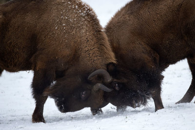 D4S_5024F wisent (Bison bonasus, European bison).jpg