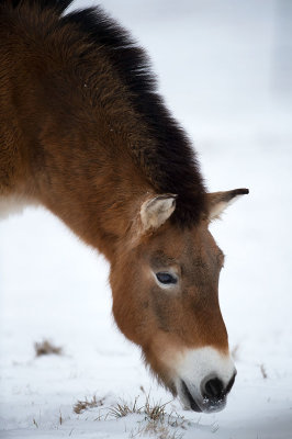 D4S_5112F przewalskipaard (Equus ferus przewalskii, Przewalski's horse).jpg