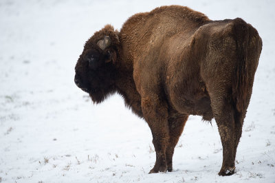 D4S_5125F wisent (Bison bonasus, European bison).jpg
