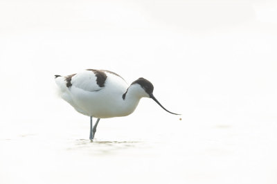 D4S_6942F kluut (Recurvirostra avosetta, Pied Avocet).jpg