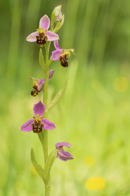 D4S_5921F bijenorchis (Ophrys apifera, Bee orchid).jpg