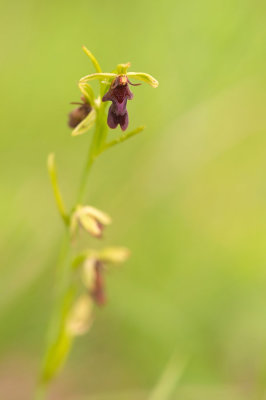 D4S_5806F vliegenorchis (Ophrys insectifera, Fly orchid).jpg