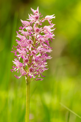 D4S_5905F aapjesorchis (Orchis simia, Monkey orchid).jpg