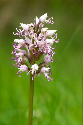 D4S_5887F aapjesorchis (Orchis simia, Monkey orchid).jpg