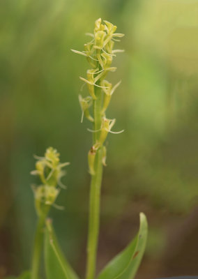 D4S_0496F groenknolorchis ((Liparis loeselii, Fen orchid).jpg