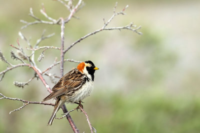 D4S_7552F ijsgors (Calcarius lapponicus, Lapland longspur, Narsarmiutaq).jpg