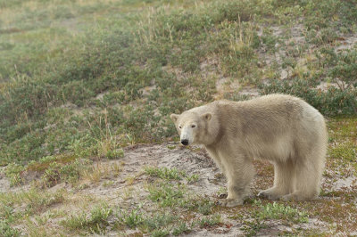 D4S_7698F ijsbeer (Ursus maritimus, Polar bear).jpg