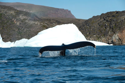 D4S_1504F bultrugwalvis (Megaptera novaeangliae, Humpback whale).jpg