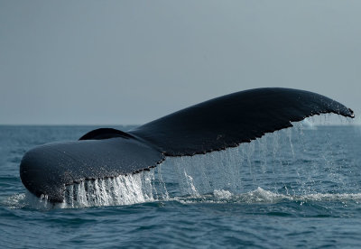 D4S_0604F bultrugwalvis (Megaptera novaeangliae, Humpback whale).jpg