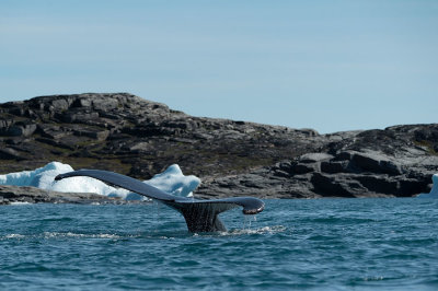 D4S_0296F bultrugwalvis (Megaptera novaeangliae, Humpback whale).jpg