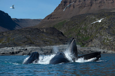 D4S_0735F bultrugwalvis (Megaptera novaeangliae, Humpback whale).jpg