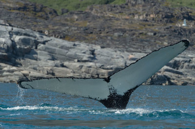 D4S_1183F bultrugwalvis (Megaptera novaeangliae, Humpback whale).jpg
