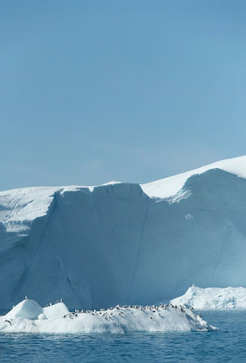 D4S_9921F gletsjerijs met drieteenmeeuwen (glacier ice and Black-legged kittiwake( Rissa tridactyla)).jpg