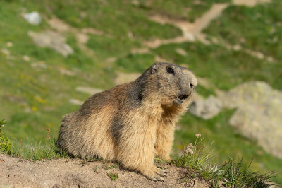 D4S_2149F alpenmarmot (Marmota marmota, Alpine marmot).jpg
