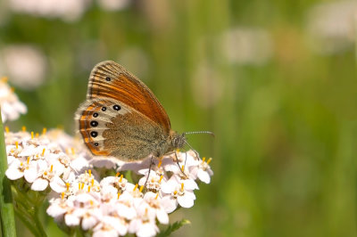 D4S_2326F alpenhooibeestje (Coenonympha gardetta, Alpine heath).jpg