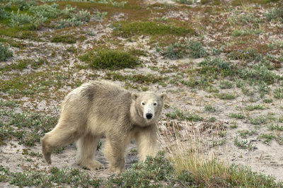 D4S_7708F ijsbeer (Ursus maritimus, Polar bear).jpg