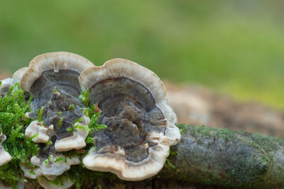 D4S_3960F gewoon elfenbankje (Trametes versicolor, Turkey tail).jpg