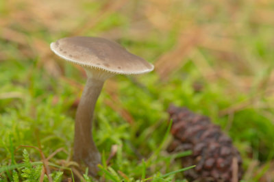 D4S_4107F knotsvoettrechterzwam (Clitocybe clavipes).jpg