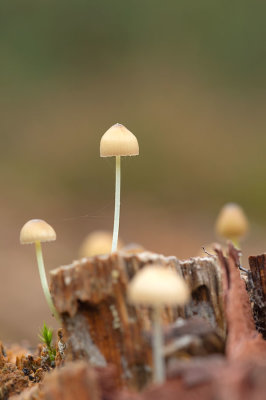 D4S_4343F mycena spec..jpg