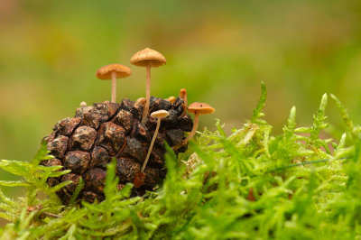 D4S_4408F muizenstaartzwam (Baeospora myosura, Conifercone cap.).jpg