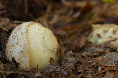 D4S_4446F duivelsei grote stinkzwam (Phallus impudicus, Stinkhorn).jpg