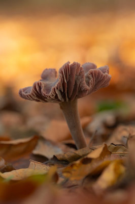 D4S_4453F  rode koolzwam (Laccaria amethystea, Amethyst deceiver).jpg