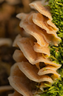 D4S_4600F spekzwoerdzwam (Phlebia tremellosa, trembling Merulius or Jelly rot).jpg