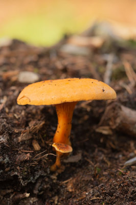 D4S_4653F valse hanenkam (Hygrophoropsis aurantiaca, False chanterelle).jpg