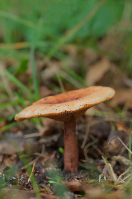 D4S_4708F rimpelende melkzwam (Lactarius tabidus, Birch Milkcap).jpg