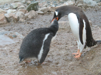 IMG_0444F ezelspinguin (Pygoscelis papua, Gentoo Penguin).jpg