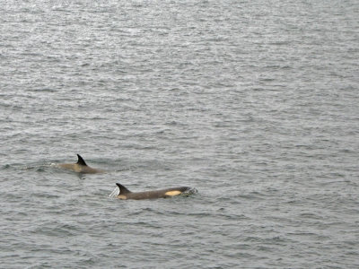 IMG_0529F orka (Orcinus orca, Killer whale or Orca).jpg