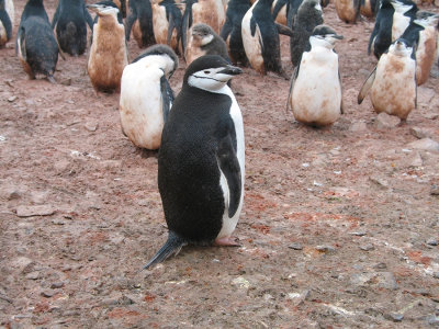 IMG_0192F kinbandpinguin (Pygoscelis antarctica, Chinstrap penguin).jpg