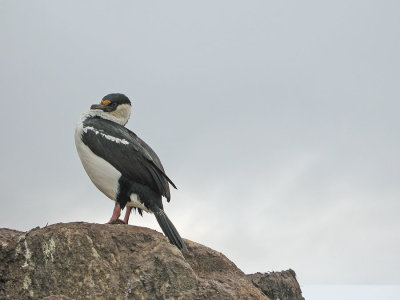 IMG_0586F Antarctische aalscholver (Leucocarbo bransfieldensis, Antarctic Shag).jpg