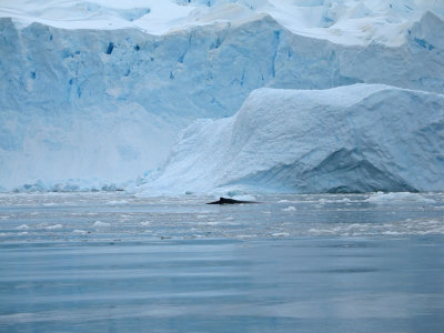 IMG_0457F dwergvinvis (Balaenoptera bonaerensis, Antarctic (or southern) minke whale).jpg