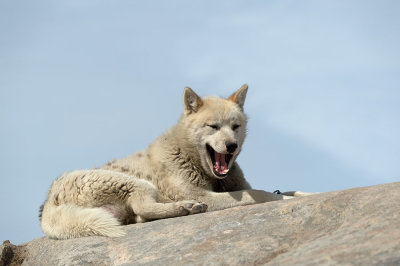 D4S_8122F Groenlandse sledehond (Canis familiaris, Greenlandic sled dog, Qimmeq).jpg