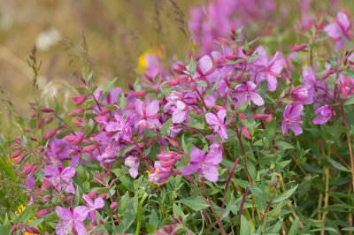 D4S_8292F wilgenroosje (Epilobium montanum, Broad-leafed Willow-herb, Niviarsiaq).jpg