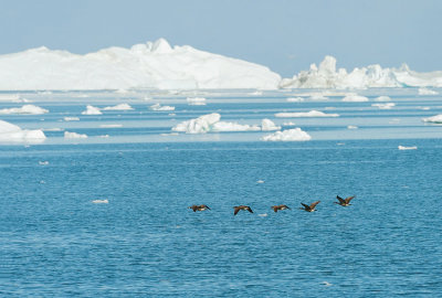 D4S_8597F Canadese gans (Branta canadensis, Greater Canada Goose).jpg