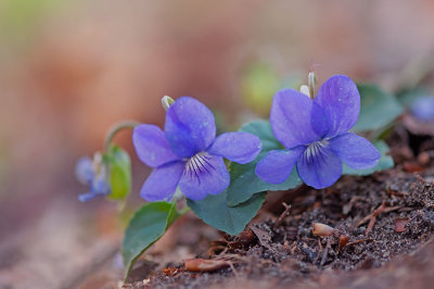 D4S_3860F bosviooltje (Viola riviniana, Common dog-violet) of bleeksporig bosviooltje.jpg
