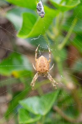 D40_0867F kruisspin(Araneus diadematus, European Garden Spider).jpg