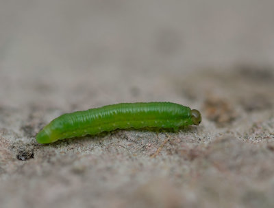 D40_1122F larve van een bladwesp (Selandria serva).jpg