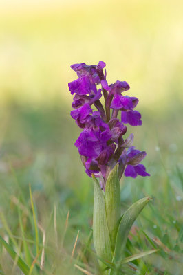 D4S_4119F harlekijn (Anacamptis morio, Green-winged orchid).jpg