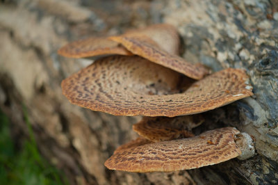 D4S_4615F zadelzwam (Polyporus squamosus, Dryad's saddle).jpg