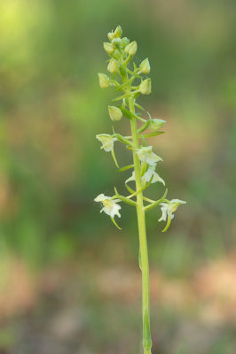 D4S_4904F bergnachtorchis (Platanthera chlorantha, Greater butterfly-orchid).jpg