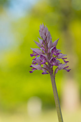D4S_4947F soldaatje (Orchis militaris, Military orchid).jpg