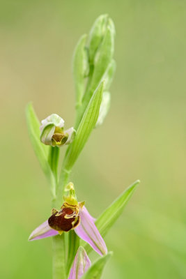 DSC0449F bijenorchis (Ophrys apifera, Bee orchid).jpg