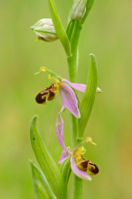 DSC0479F bijenorchis (Ophrys apifera, Bee orchid).jpg