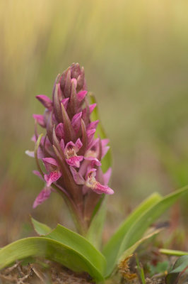 D4S_7806F vleeskleurige orchis (Dactylorhiza incarnata, Early marsh-orchid).jpg